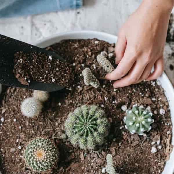 قیمت خرید خاک کاکتوس صخره ای بهسازان + فروش ویژه